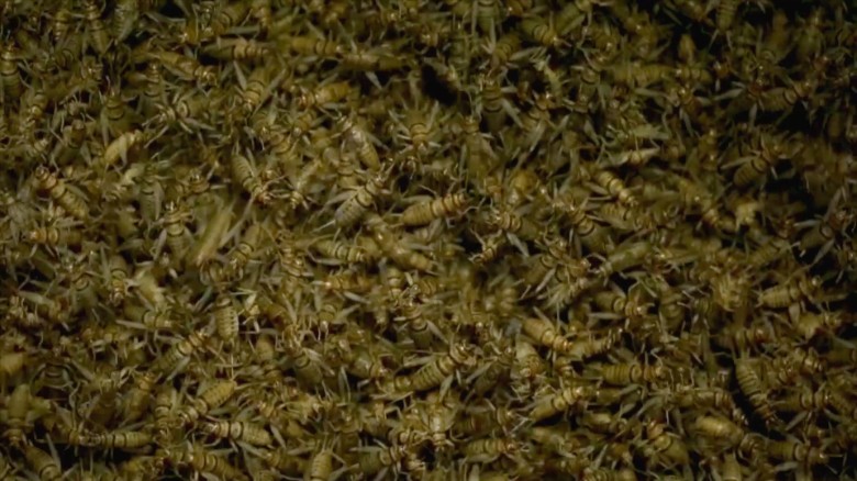 Bugging out: America’s first edible cricket farm | WGRR-FM